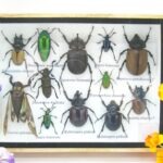 Echte tropische Insekten - Einzelstück - im 3D M-Schaukasten - Wandbild 4-A-M-41