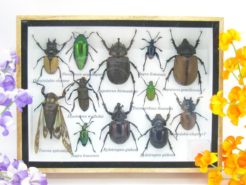 Wunderschöne, tropische und natürlich echte Insekten aus nachhaltiger Zucht im mittelgroßem Schaukasten a-insekten-M-41-a Echte tropische Insekten - Einzelstück - im 3D M-Schaukasten - Wandbild 4-A-M-41 – Bild 1