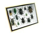 Echte tropische Insekten - Einzelstück - im 3D M-Schaukasten - Wandbild 4-A-M-41 – Bild 2
