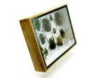 Echte tropische Insekten - Einzelstück - im 3D M-Schaukasten - Wandbild 4-A-M-41 – Bild 3