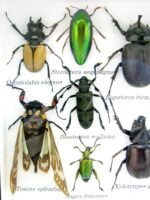 Echte tropische Insekten - Einzelstück - im 3D M-Schaukasten - Wandbild 4-A-M-41 – Bild 4