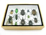 Echte tropische Insekten - Einzelstück - im 3D M-Schaukasten - Wandbild 4-A-M-41 – Bild 5