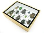 Echte tropische Insekten - Einzelstück - im 3D M-Schaukasten - Wandbild 4-A-M-41 – Bild 6