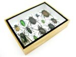 Echte tropische Insekten - Einzelstück - im 3D M-Schaukasten - Wandbild 4-A-M-41 – Bild 7