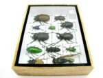 Echte tropische Insekten - Einzelstück - im 3D M-Schaukasten - Wandbild 4-A-M-41 – Bild 8
