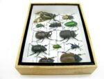 Echte tropische Insekten - Einzelstück - im 3D M-Schaukasten - Wandbild 4-A-M-41 – Bild 9