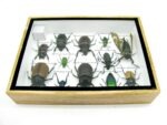 Echte tropische Insekten - Einzelstück - im 3D M-Schaukasten - Wandbild 4-A-M-41 – Bild 10