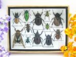 Echte tropische Insekten - Einzelstück - im 3D M-Schaukasten - Wandbild 4-A-M-42