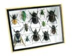 Echte tropische Insekten - Einzelstück - im 3D M-Schaukasten - Wandbild 4-A-M-42 – Bild 2