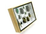 Echte tropische Insekten - Einzelstück - im 3D M-Schaukasten - Wandbild 4-A-M-42 – Bild 3