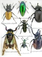 Echte tropische Insekten - Einzelstück - im 3D M-Schaukasten - Wandbild 4-A-M-42 – Bild 4