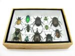 Echte tropische Insekten - Einzelstück - im 3D M-Schaukasten - Wandbild 4-A-M-42 – Bild 5