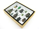 Echte tropische Insekten - Einzelstück - im 3D M-Schaukasten - Wandbild 4-A-M-42 – Bild 6
