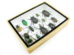 Echte tropische Insekten - Einzelstück - im 3D M-Schaukasten - Wandbild 4-A-M-42 – Bild 7