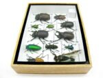 Echte tropische Insekten - Einzelstück - im 3D M-Schaukasten - Wandbild 4-A-M-42 – Bild 8