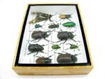 Echte tropische Insekten - Einzelstück - im 3D M-Schaukasten - Wandbild 4-A-M-42 – Bild 9