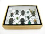 Echte tropische Insekten - Einzelstück - im 3D M-Schaukasten - Wandbild 4-A-M-42 – Bild 10