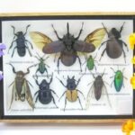 Echte tropische Insekten - Einzelstück - im 3D M-Schaukasten - Wandbild 5-A-M-43
