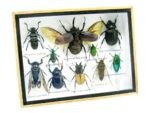 Echte tropische Insekten - Einzelstück - im 3D M-Schaukasten - Wandbild 5-A-M-43 – Bild 2