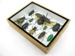 Echte tropische Insekten - Einzelstück - im 3D M-Schaukasten - Wandbild 5-A-M-43 – Bild 6
