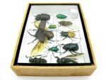 Echte tropische Insekten - Einzelstück - im 3D M-Schaukasten - Wandbild 5-A-M-43 – Bild 8