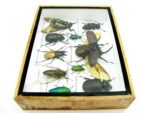 Echte tropische Insekten - Einzelstück - im 3D M-Schaukasten - Wandbild 5-A-M-43 – Bild 9