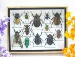 Echte tropische Insekten - Einzelstück - im 3D M-Schaukasten - Wandbild 5-A-M-44