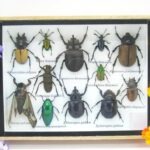 Echte tropische Insekten - Einzelstück - im 3D M-Schaukasten - Wandbild 5-A-M-44