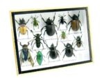 Echte tropische Insekten - Einzelstück - im 3D M-Schaukasten - Wandbild 5-A-M-44 – Bild 2