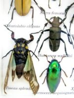 Echte tropische Insekten - Einzelstück - im 3D M-Schaukasten - Wandbild 5-A-M-44 – Bild 4