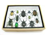Echte tropische Insekten - Einzelstück - im 3D M-Schaukasten - Wandbild 5-A-M-44 – Bild 5