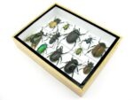 Echte tropische Insekten - Einzelstück - im 3D M-Schaukasten - Wandbild 5-A-M-44 – Bild 6