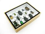 Echte tropische Insekten - Einzelstück - im 3D M-Schaukasten - Wandbild 5-A-M-44 – Bild 7
