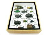 Echte tropische Insekten - Einzelstück - im 3D M-Schaukasten - Wandbild 5-A-M-44 – Bild 9