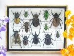 Echte tropische Insekten - Einzelstück - im 3D M-Schaukasten - Wandbild 6-A-M-45