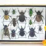 Echte tropische Insekten - Einzelstück - im 3D M-Schaukasten - Wandbild 6-A-M-45