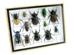 Echte tropische Insekten - Einzelstück - im 3D M-Schaukasten - Wandbild 6-A-M-45 – Bild 2