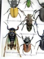 Echte tropische Insekten - Einzelstück - im 3D M-Schaukasten - Wandbild 6-A-M-45 – Bild 4