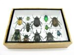 Echte tropische Insekten - Einzelstück - im 3D M-Schaukasten - Wandbild 6-A-M-45 – Bild 5
