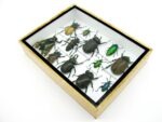 Echte tropische Insekten - Einzelstück - im 3D M-Schaukasten - Wandbild 6-A-M-45 – Bild 6