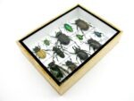 Echte tropische Insekten - Einzelstück - im 3D M-Schaukasten - Wandbild 6-A-M-45 – Bild 7