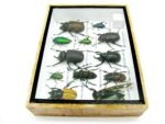 Echte tropische Insekten - Einzelstück - im 3D M-Schaukasten - Wandbild 6-A-M-45 – Bild 8