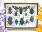 Echte tropische Insekten - Einzelstück - im 3D M-Schaukasten - Wandbild 6-A-M-46