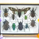 Echte tropische Insekten - Einzelstück - im 3D M-Schaukasten - Wandbild 6-A-M-46
