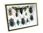 Echte tropische Insekten - Einzelstück - im 3D M-Schaukasten - Wandbild 6-A-M-46 – Bild 2