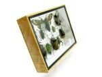 Echte tropische Insekten - Einzelstück - im 3D M-Schaukasten - Wandbild 6-A-M-46 – Bild 3
