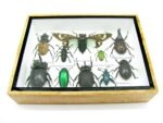 Echte tropische Insekten - Einzelstück - im 3D M-Schaukasten - Wandbild 6-A-M-46 – Bild 5