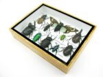 Echte tropische Insekten - Einzelstück - im 3D M-Schaukasten - Wandbild 6-A-M-46 – Bild 6