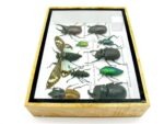 Echte tropische Insekten - Einzelstück - im 3D M-Schaukasten - Wandbild 6-A-M-46 – Bild 8