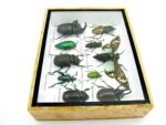 Echte tropische Insekten - Einzelstück - im 3D M-Schaukasten - Wandbild 6-A-M-46 – Bild 9